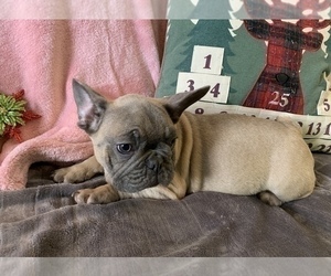 French Bulldog Puppy for sale in JOHNS ISLAND, SC, USA
