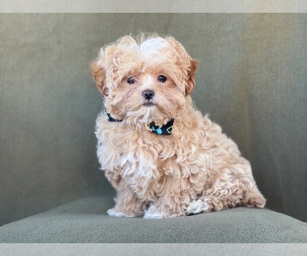Medium Photo #11 Shih-Poo Puppy For Sale in LAKELAND, FL, USA