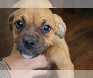 Boxer Puppy for sale in SAN BERNARDINO, CA, USA