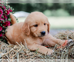 Small #4 Golden Retriever
