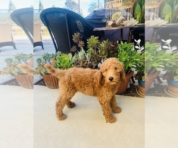 Medium Photo #22 Goldendoodle Puppy For Sale in HUNTINGTON BEACH, CA, USA