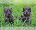 Small Photo #7 Aussiedoodle Puppy For Sale in LEXINGTON, AL, USA