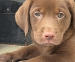 Small #6 Labrador Retriever