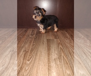 Yorkshire Terrier Puppy for Sale in LAPEER, Michigan USA