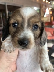 Dachshund Puppy for sale in OKLAHOMA CITY, OK, USA
