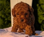 Small Photo #20 Poodle (Miniature) Puppy For Sale in GOSHEN, IN, USA