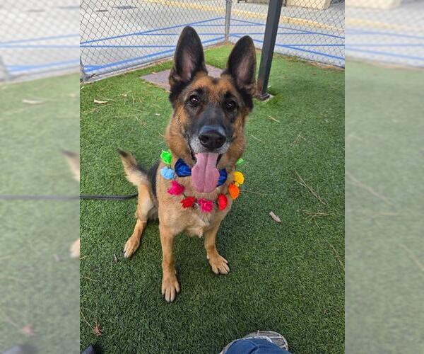 Medium Photo #2 German Shepherd Dog-Unknown Mix Puppy For Sale in Downey, CA, USA