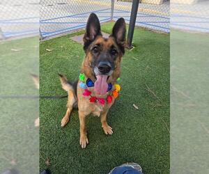 SPIKE - Male German Shepherd Dog-Unknown Mix Dog for Adoption - Photo #2