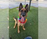 Small Photo #2 German Shepherd Dog-Unknown Mix Puppy For Sale in Downey, CA, USA
