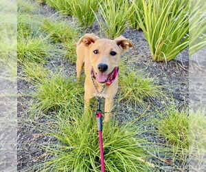 Trixie - Female Labrador Retriever-Unknown Mix Dog for Adoption - Photo #5