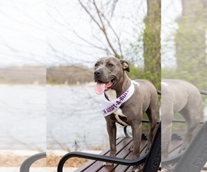 Nerida - Female Mutt Dog for Adoption - Photo #8