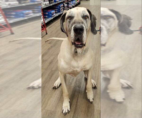 Medium Photo #1 Great Dane Puppy For Sale in Olalla, WA, USA