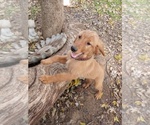 Small Photo #7 Golden Retriever Puppy For Sale in ALVARADO, TX, USA
