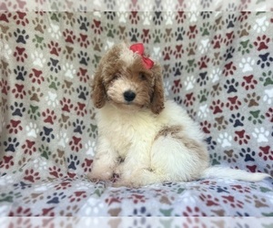 Cock-A-Poo Puppy for sale in LAKELAND, FL, USA