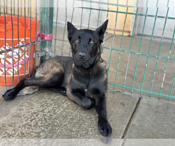 Medium Photo #3 Mutt Puppy For Sale in Imlay City, MI, USA