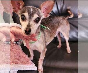 Sammy - Male Chihuahua Dog for Adoption - Photo #2