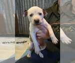 Small Photo #10 Mountain Cur-Unknown Mix Puppy For Sale in Oakhurst, NJ, USA