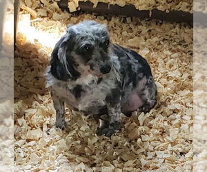 Australian Shepherd-Poodle (Toy) Mix Dogs for adoption in Mountain View, MO, USA