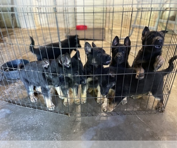 Medium Photo #7 German Shepherd Dog Puppy For Sale in GAFFNEY, SC, USA