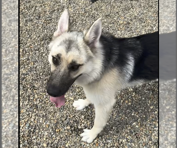 Medium Photo #1 German Shepherd Dog-Unknown Mix Puppy For Sale in Hilton Head, SC, USA