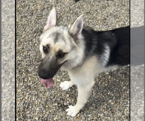 German Shepherd Dog-Unknown Mix Dogs for adoption in Hilton Head, SC, USA