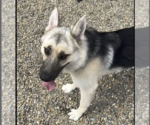 Small German Shepherd Dog Mix