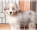 Small #2 Aussiedoodle Miniature 