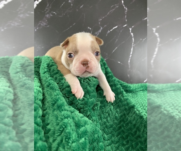 Medium Photo #1 Boston Terrier Puppy For Sale in TULARE, CA, USA