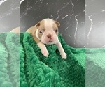 Puppy Aragorn AKC Boston Terrier