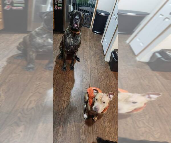Medium Photo #4 American Pit Bull Terrier-Unknown Mix Puppy For Sale in New York, NY, USA
