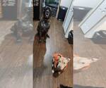 Small #3 American Pit Bull Terrier Mix
