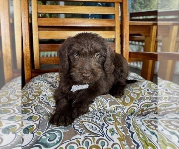 Medium Photo #3 Labradoodle Puppy For Sale in NOBLESVILLE, IN, USA