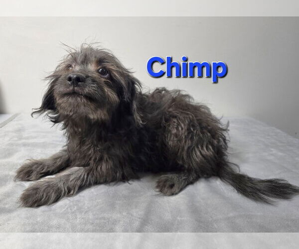 Medium Photo #1 ShiChi Puppy For Sale in Modesto, CA, USA