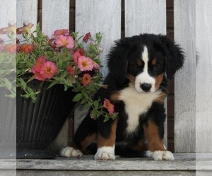 Bernese Mountain Dog Puppy for sale in FREDERICKSBURG, OH, USA