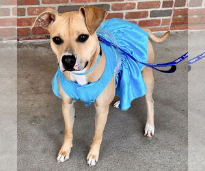 Black Mouth Cur-Whippet Mix Dogs for adoption in Batavia, OH, USA
