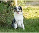 Small #7 Australian Shepherd
