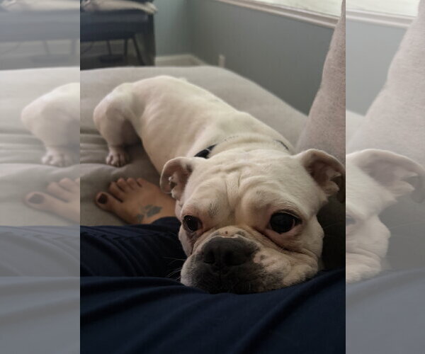Medium Photo #8 Buggs Puppy For Sale in Oro Medonte, Ontario, Canada