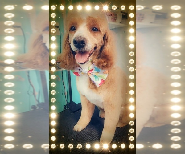 Medium Photo #3 Goldendoodle (Miniature) Puppy For Sale in BELCHERTOWN, MA, USA