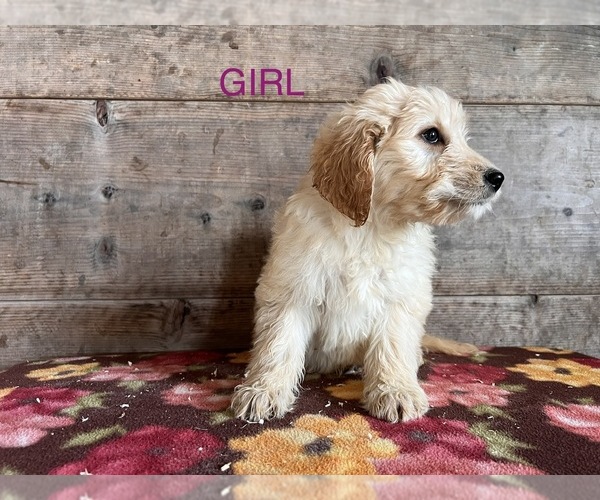 Medium Photo #2 Goldendoodle Puppy For Sale in VERMONTVILLE, MI, USA