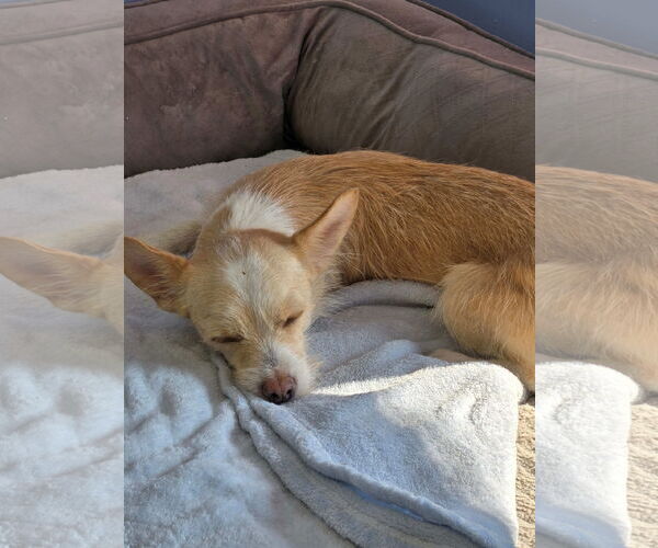 Medium Photo #2 Chihuahua-Unknown Mix Puppy For Sale in Cliffwood, NJ, USA