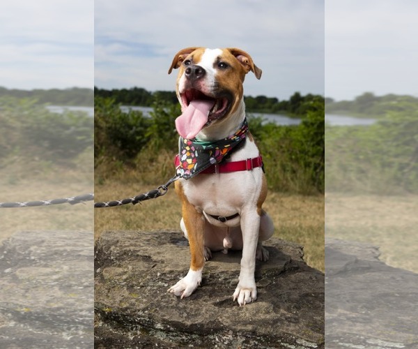 Medium Photo #3 American Bulldog Puppy For Sale in Rockville, MD, USA
