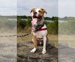 Small #2 American Bulldog