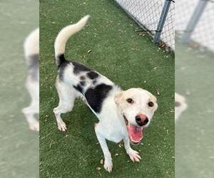 Labrador Retriever-Unknown Mix Dogs for adoption in Texas City, TX, USA