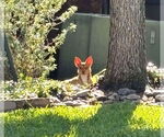 Small #25 Chihuahua