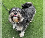 Small #2 Maltese