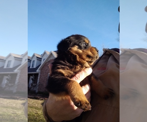 Medium Photo #19 Rottweiler Puppy For Sale in JASPER, MO, USA