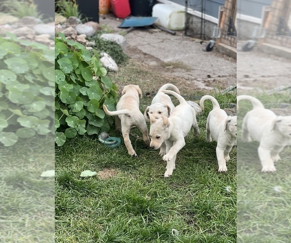 Medium Photo #2 Labrador Retriever Puppy For Sale in SPOKANE, WA, USA