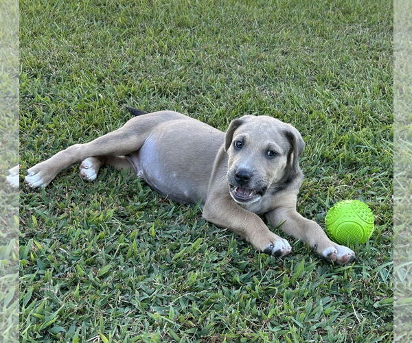 Medium Photo #3 Labrador Retriever-Unknown Mix Puppy For Sale in Garner, NC, USA