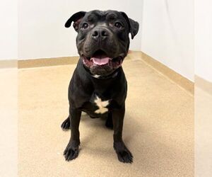 American Bulldog-Unknown Mix Dogs for adoption in Aurora, CO, USA