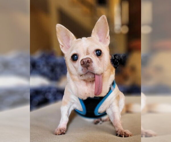 Medium Photo #1 Chihuahua-Unknown Mix Puppy For Sale in San Diego, CA, USA